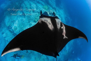 Mantaray with the group, Roca O´neil, Isla Socorro México by Alejandro Topete 